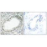 RPL36 Antibody in Immunohistochemistry (Paraffin) (IHC (P))
