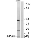 RPL36 Antibody in Western Blot (WB)