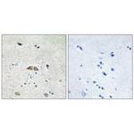 RPL39L Polyclonal Antibody