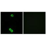 RPL3L Polyclonal Antibody