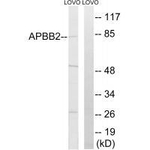 APBB2 Antibody in Western Blot (WB)