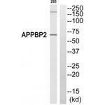PAT1 Polyclonal Antibody