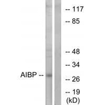 APOA1BP Antibody in Western Blot (WB)