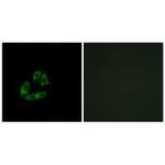 Arfaptin 1 Antibody in Immunocytochemistry (ICC/IF)