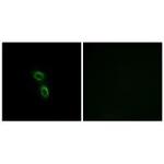 ARMC6 Antibody in Immunocytochemistry (ICC/IF)