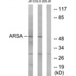 Arylsulfatase A Antibody in Western Blot (WB)