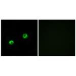 ARSI Polyclonal Antibody