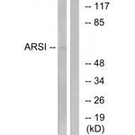 ARSI Antibody in Western Blot (WB)