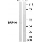 HGH1 Antibody in Western Blot (WB)