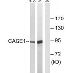 CAGE1 Antibody in Western Blot (WB)