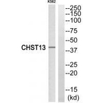 CHST13 Antibody in Western Blot (WB)