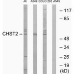 CHST2 Polyclonal Antibody