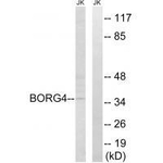 Cdc42EP4 Antibody in Western Blot (WB)