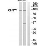 CHSY1 Antibody in Western Blot (WB)