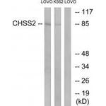 CHPF Antibody in Western Blot (WB)