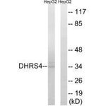 DHRS4 Antibody in Western Blot (WB)