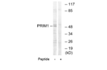 DNA Primase Polyclonal Antibody