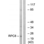 POLR3H Polyclonal Antibody