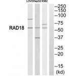 RAD18 Antibody in Western Blot (WB)