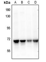 NEIL3 Antibody in Western Blot (WB)