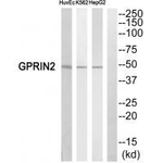 GPRIN2 Antibody in Western Blot (WB)