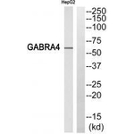 GABRA4 Polyclonal Antibody