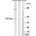 TSTA3 Polyclonal Antibody