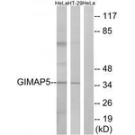 GIMAP5 Antibody in Western Blot (WB)