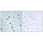 GNAL Polyclonal Antibody