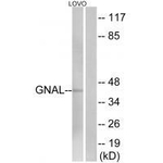 GNAL Antibody in Western Blot (WB)