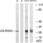 LDLRAD2 Polyclonal Antibody