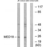 MED18 Polyclonal Antibody