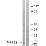 MRPS21 Antibody in Western Blot (WB)