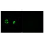 MRPS22 Antibody in Immunocytochemistry (ICC/IF)