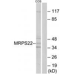 MRPS22 Antibody in Western Blot (WB)