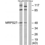 MRPS27 Polyclonal Antibody