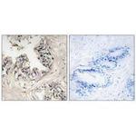 MRPS36 Polyclonal Antibody