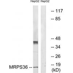 MRPS36 Antibody in Western Blot (WB)