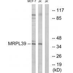 MRPL39 Antibody in Western Blot (WB)