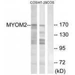 MYOM2 Polyclonal Antibody