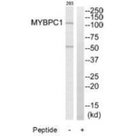 MYBPC1 Polyclonal Antibody