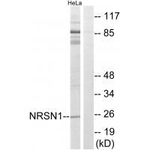 NRSN1 Polyclonal Antibody