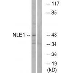 NLE1 Polyclonal Antibody