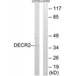 DECR2 Polyclonal Antibody