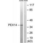PEX14 Antibody in Western Blot (WB)