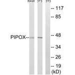 PIPOX Polyclonal Antibody