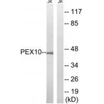 PEX10 Antibody in Western Blot (WB)