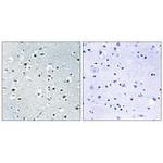 PPRC1 Polyclonal Antibody