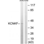 KCNK15 Antibody in Western Blot (WB)