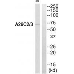 A26C2/A26C3 Antibody in Western Blot (WB)